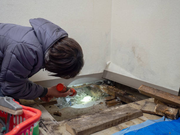 Best Mold Damage Restoration  in Roseville, OH