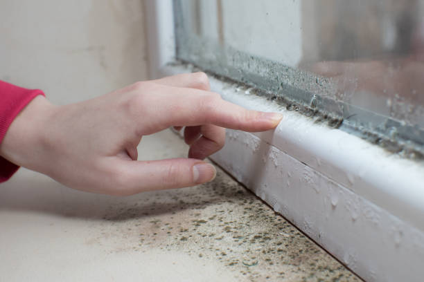 Best Mold Remediation for Rental Properties  in Roseville, OH