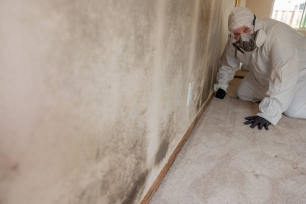 Best Air Quality Testing for Mold Spores  in Roseville, OH